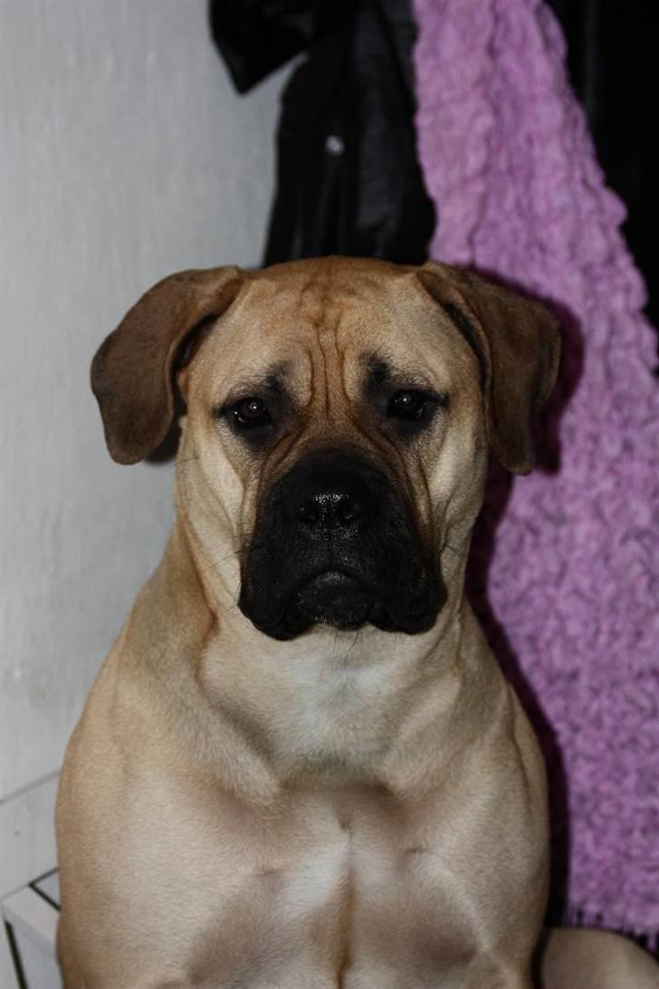 Bullmastiff Brak's One Smokin' Hot Le - ved du hvad mor! hvis du virkelig mener du skal bruge de sko i slagbænken, er du nok nød til at takle mig! billede 19