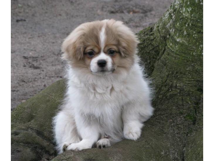Tibetansk spaniel De'sade Hannibal billede 1