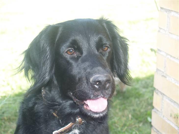 Flat coated retriever Mollie - Velkommen til Mollies Profil:D Giv en bedømmelse og læg en kommentar:D billede 1