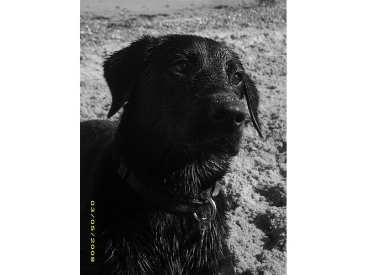 Labrador retriever Maya - En smuk strandhund<3 billede 1