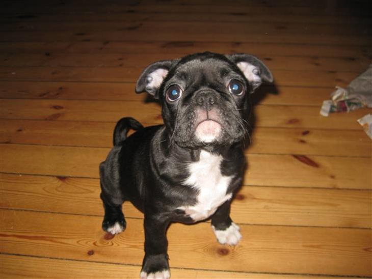 {{currentPhoto.altText}} billede {{currentPhoto.number}}