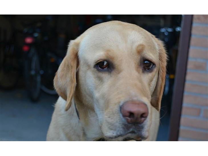 Labrador retriever Zacho - Velkommen billede 1