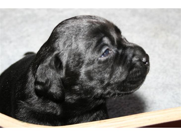 Labrador retriever Lab Tasso Blue Bell billede 1