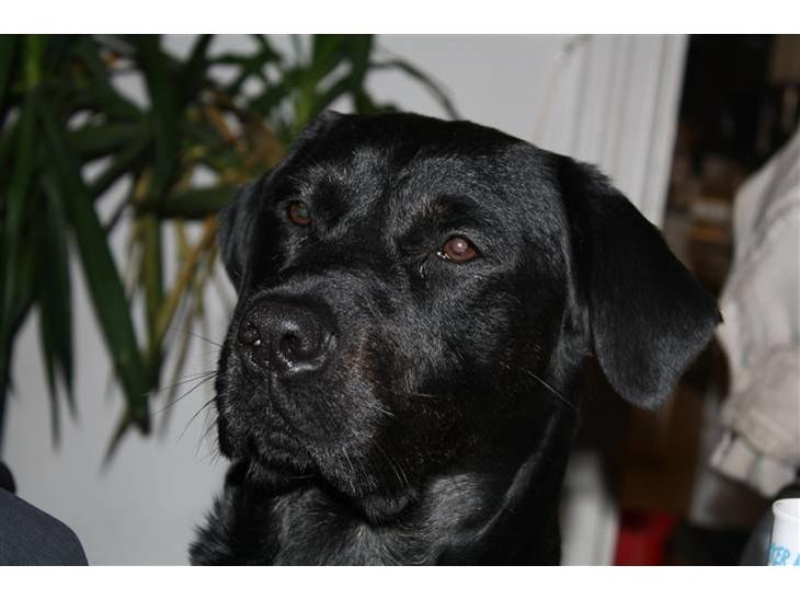 Labrador retriever Django - Lige til et pasfoto. billede 1