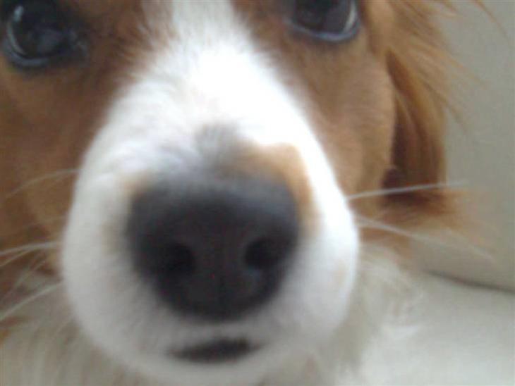 {{currentPhoto.altText}} billede {{currentPhoto.number}}