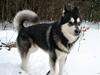 Alaskan malamute Loke [ Himmelhund]