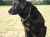 Labrador retriever Fie ** R.I.P **