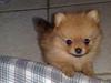 Pomeranian Homer J Junior