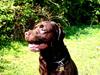 Labrador retriever Albert