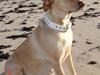 Labrador retriever Trunte