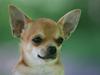Chihuahua Kaya