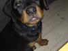 Rottweiler Bayo