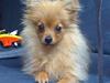 Pomeranian Tilde