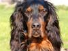 Gordon setter Felix