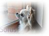 Chihuahua Sofus 