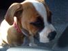Amerikansk bulldog Bella