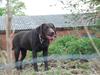 Labrador retriever Sascha