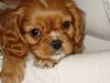 Cavalier king charles spaniel Lucky Axel