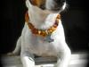 Jack russell terrier Buster