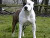 Amerikansk staffordshire terrier Chester "US Champ" [Tidl. hund]