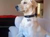 Blanding af racer Buzz [Tidl. hund]