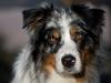 Blanding af racer  Aus.shep/Bern.sen Ozzi