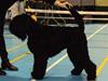 Sort russisk terrier hasse