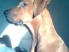 Rhodesian ridgeback Basko