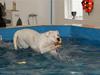 Amerikansk bulldog Daimond R.I.P 21/6-2010 [ Himmelhund]