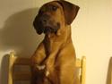 Rhodesian ridgeback Leo