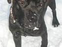 Cane corso Melissa