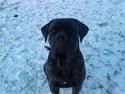 Cane corso Tøffe