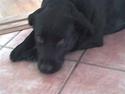 Labrador retriever Chili