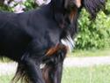 Gordon setter Gozo