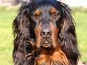Gordon setter Felix