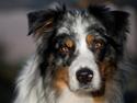 Blanding af racer Aus.shep/Bern.sen Ozzi