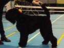 Sort russisk terrier hasse