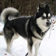 Alaskan malamute Loke