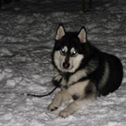 Alaskan malamute Loke