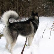 Alaskan malamute Loke