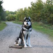 Alaskan malamute Loke