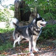 Alaskan malamute Loke