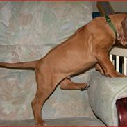 Rhodesian ridgeback Qato