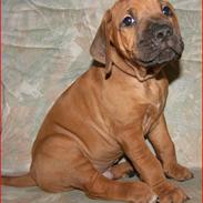 Rhodesian ridgeback Qato