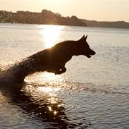 Schæferhund Tomag Lucas RIP