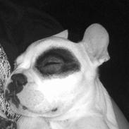 Fransk bulldog Karlo