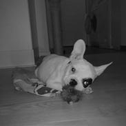 Fransk bulldog Karlo