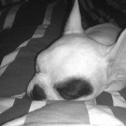 Fransk bulldog Karlo