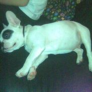 Fransk bulldog Karlo