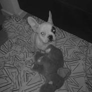 Fransk bulldog Karlo